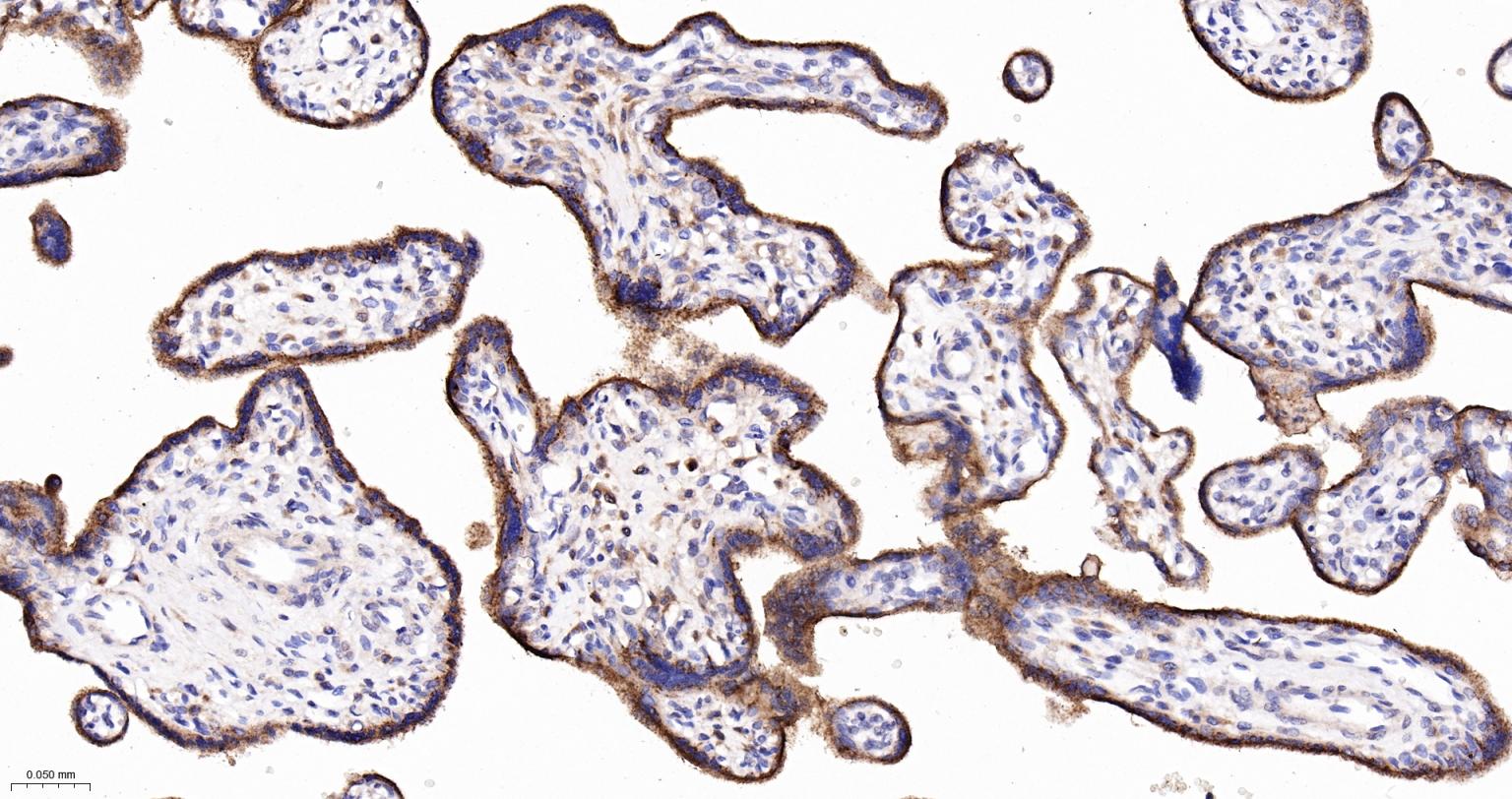 溶酶体相关膜蛋白2（CD107B）重组兔单抗-bsm-61207R