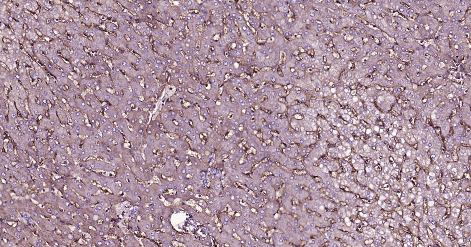 CD14重组兔单抗-bsm-52556R