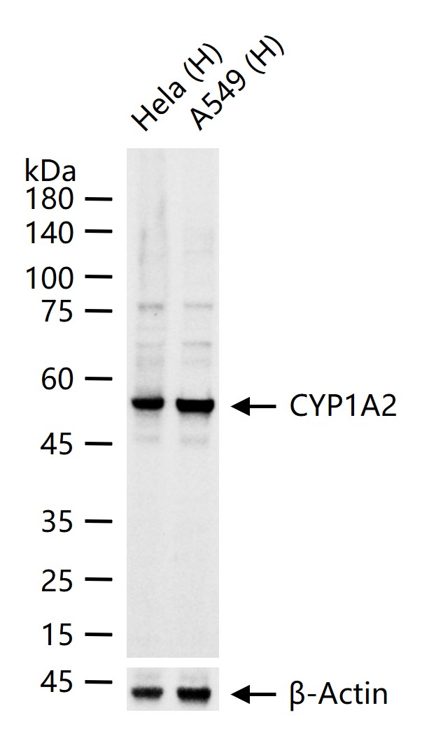 CYP1A2重组兔单抗-bsm-61730R
