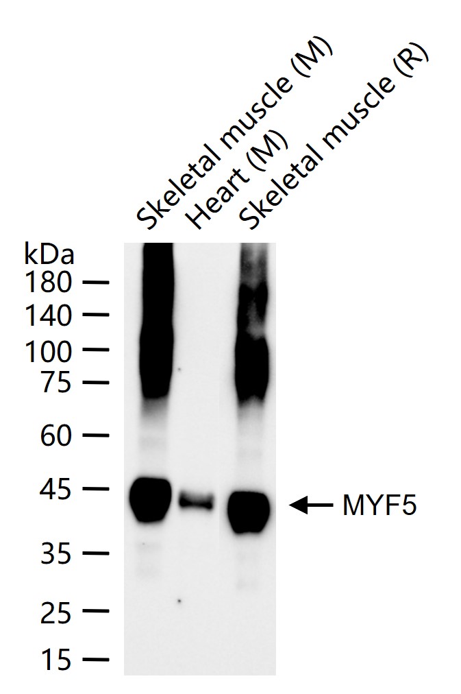 生肌决定因子Myf5重组兔单抗-bsm-62224R