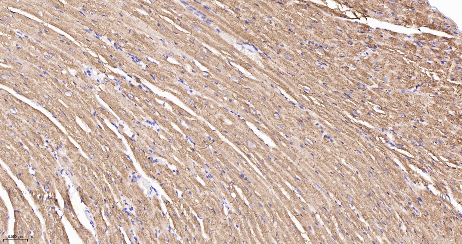 结蛋白重组兔单抗-bsm-60266R