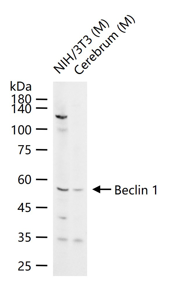 自噬效应蛋白Beclin 1抗体-bs-1353R