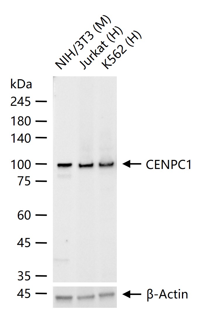着丝粒蛋白C1重组兔单抗-bsm-54360R