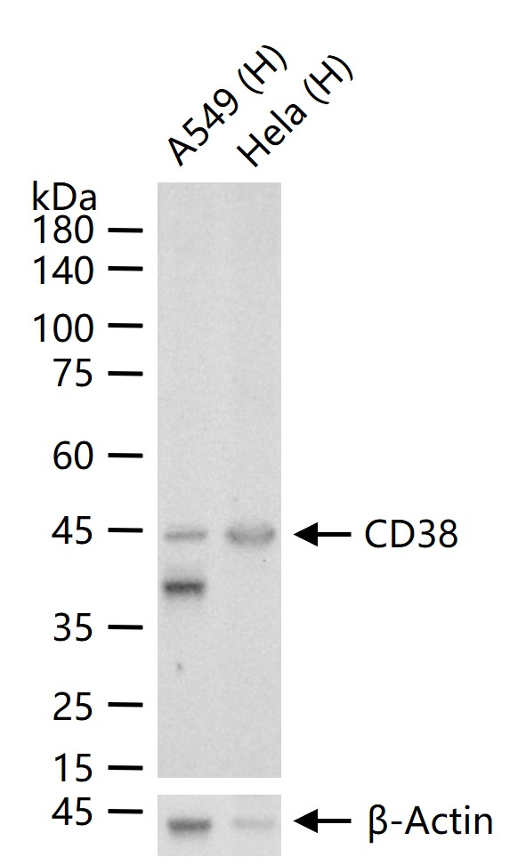 CD38重组兔单抗-bsm-52623R