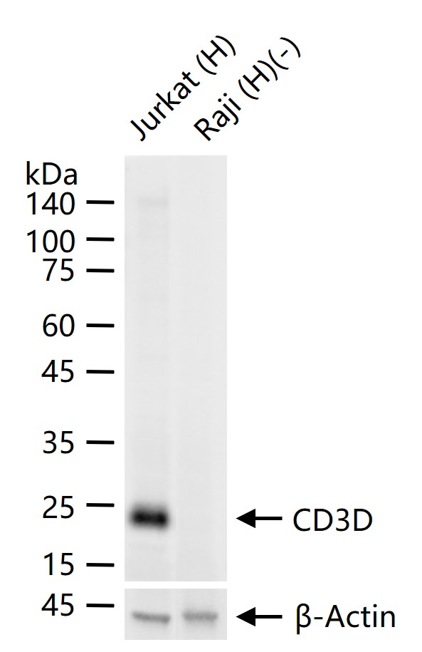 CD3D重组兔单抗-bsm-52744R