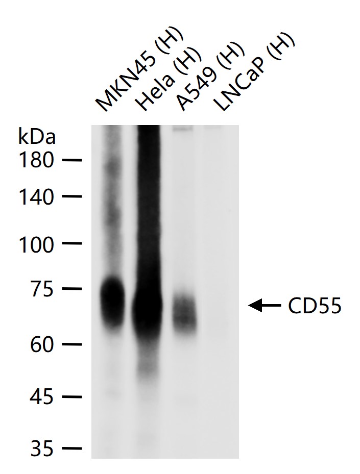 衰变加速因子CD55重组兔单抗-bsm-61587R