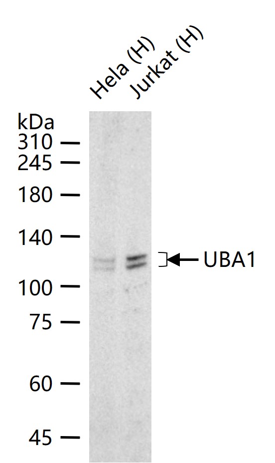 泛素激活酶E1重组兔单抗-bsm-63004R