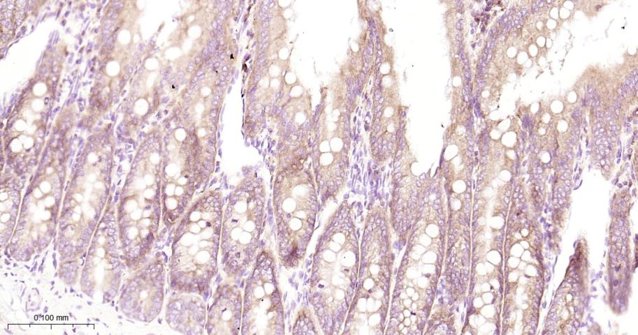 前梯度同源蛋白2重组兔单抗-bsm-52594R