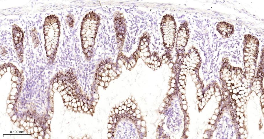 前梯度同源蛋白2重组兔单抗-bsm-52594R
