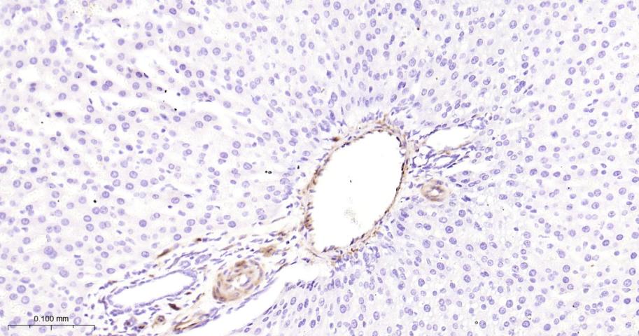 热休克蛋白27重组兔单抗-bsm-52757R