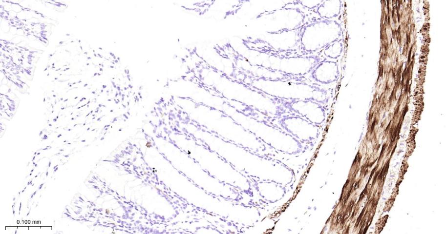 热休克蛋白27重组兔单抗-bsm-52757R