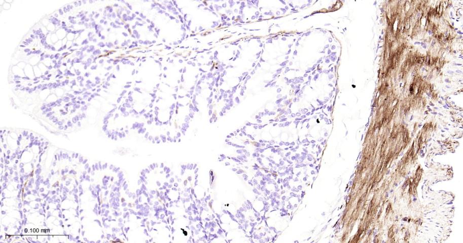 热休克蛋白27重组兔单抗-bsm-52757R