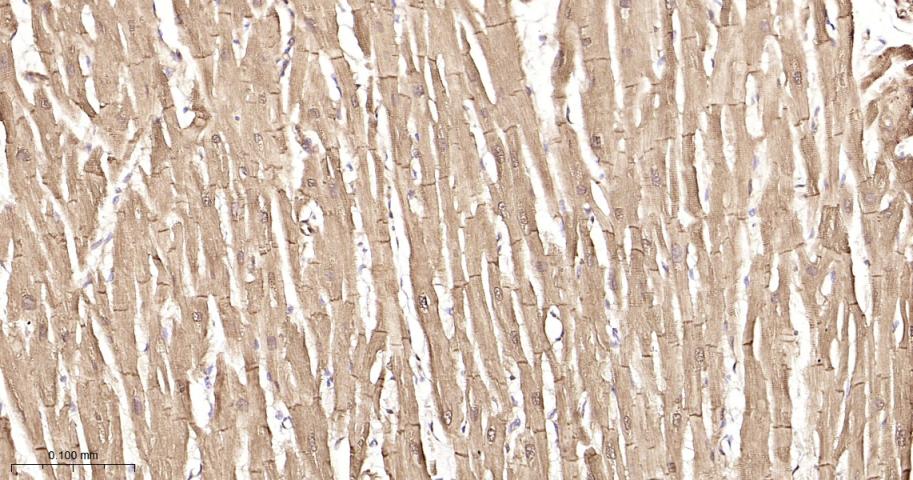 热休克蛋白27重组兔单抗-bsm-52757R