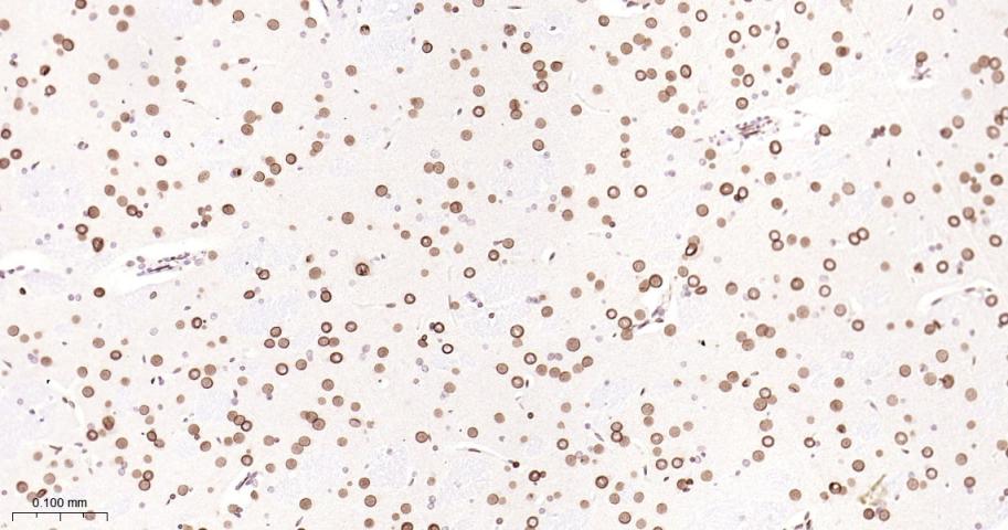 核纤层蛋白B2重组兔单抗-bsm-61648R