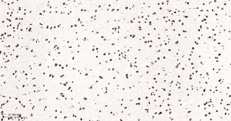 核纤层蛋白B2重组兔单抗-bsm-61648R