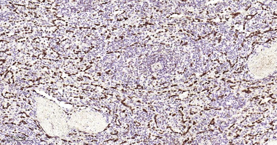 核纤层蛋白B2重组兔单抗-bsm-61648R