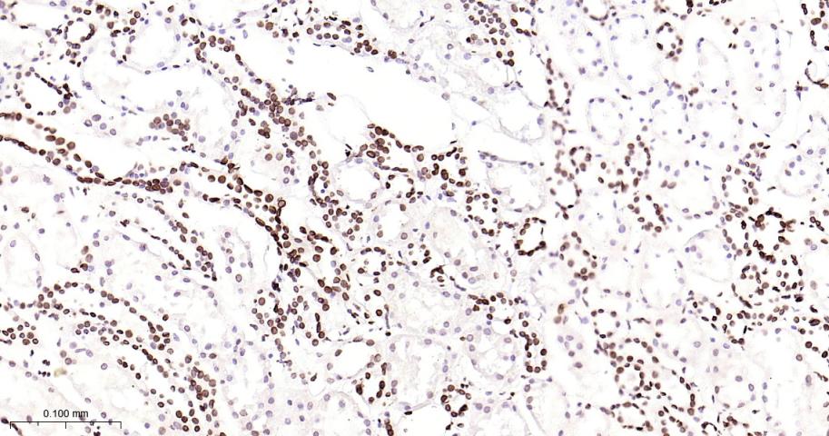 核纤层蛋白B2重组兔单抗-bsm-61648R