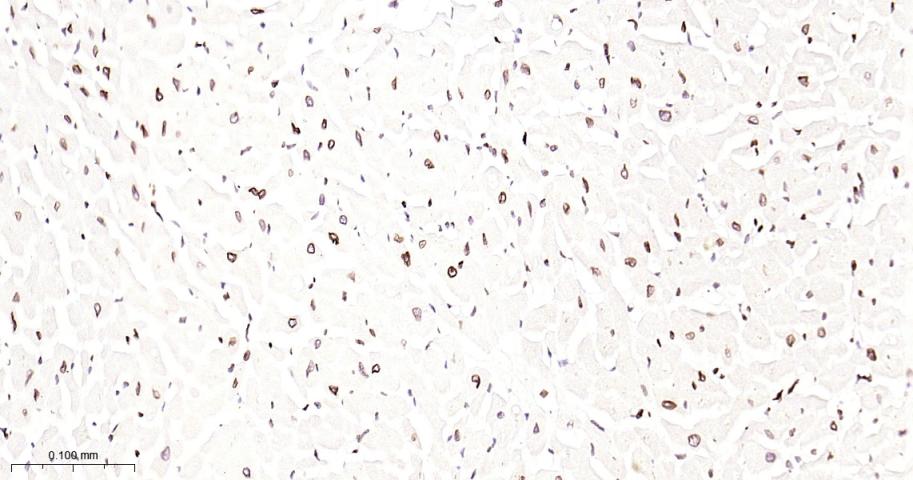 核纤层蛋白B2重组兔单抗-bsm-61648R