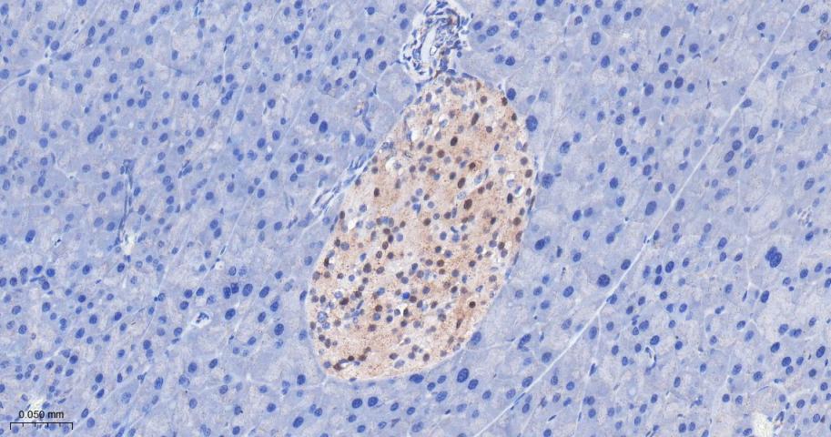 IFT88重组兔单抗-bsm-62706R