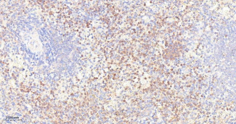 凋亡抑制因子2重组兔单抗-bsm-61124R
