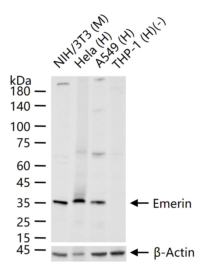 Emerin蛋白重组兔单抗-bsm-61601R