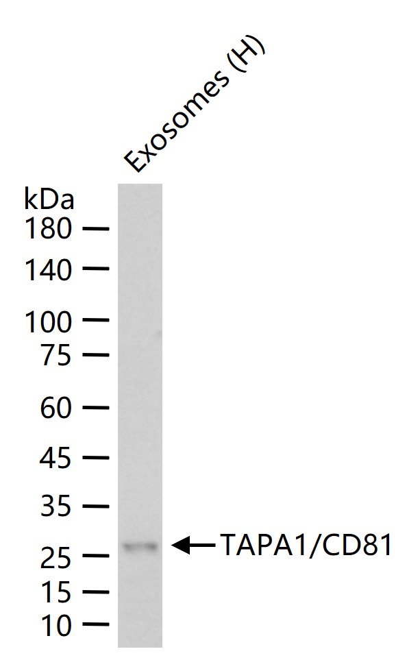 CD81重组兔单抗-bsm-52640R