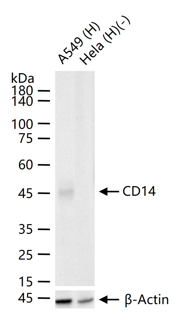 CD14重组兔单抗-bsm-52556R