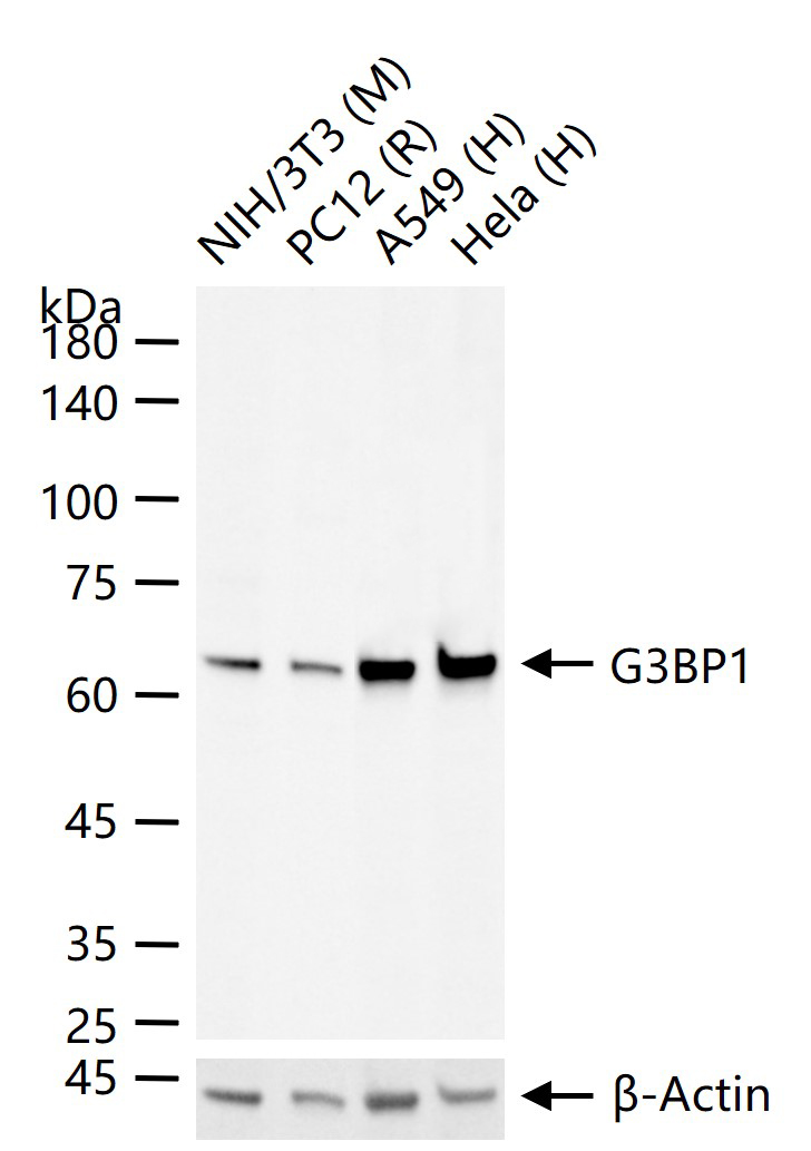 Ras GTP酶活化蛋白结合蛋白1重组兔单抗-bsm-62130R