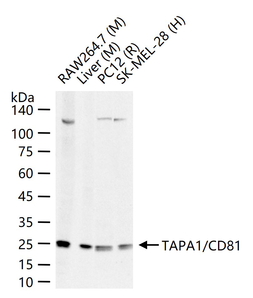 CD81重组兔单抗-bsm-52640R