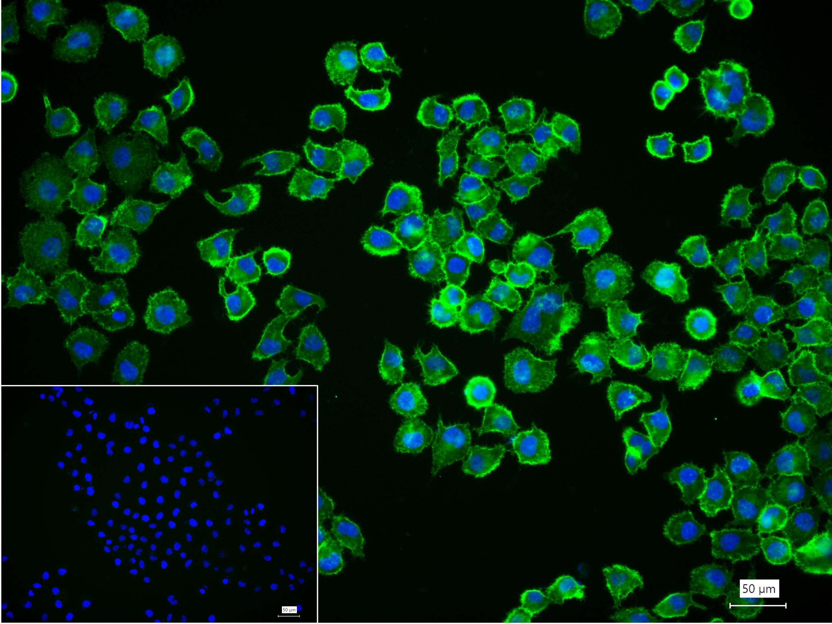 CD44重组兔单抗-bsm-54767R