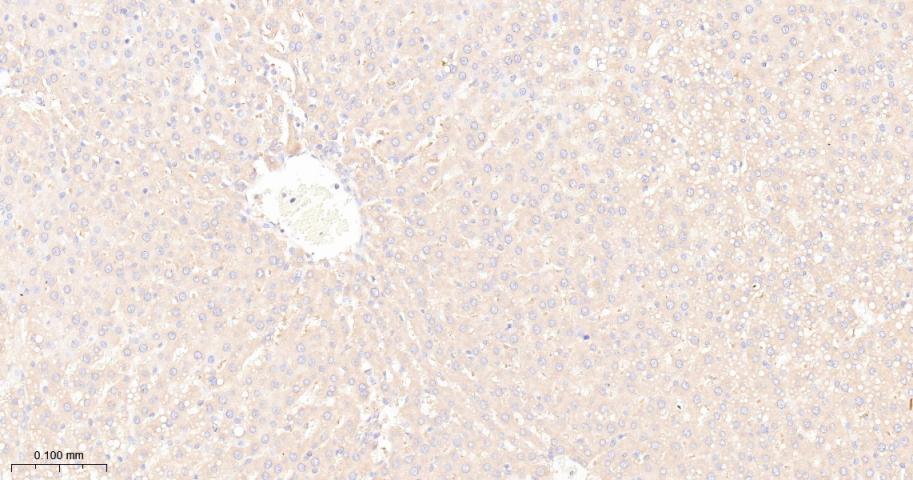 瘦素受体重组兔单抗-bsm-61055R
