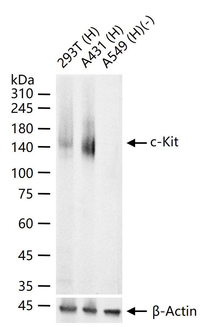 原癌基因蛋白c-kit（CD117）重组兔单抗-bsm-52036R
