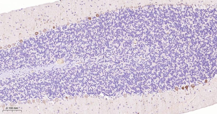 细胞信号转导分子Smad-2重组兔单抗-bsm-52223R