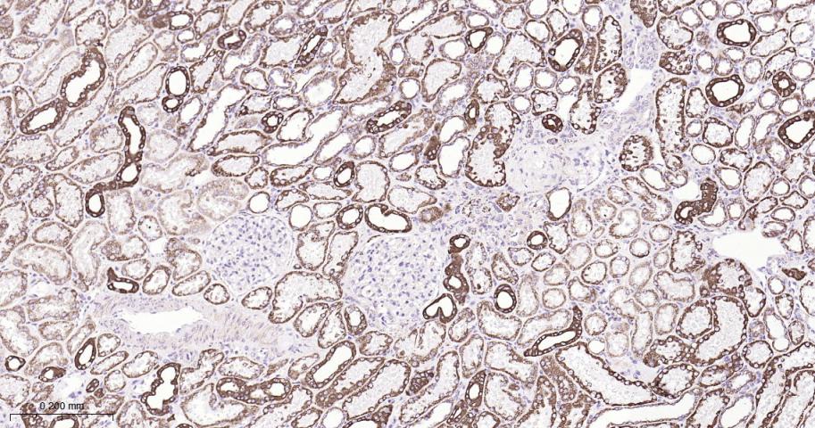 细胞信号转导分子SMAD3重组兔单抗-bsm-52224R
