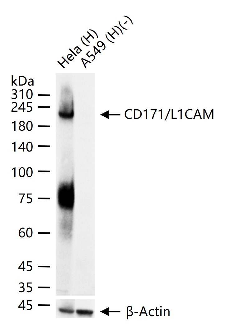 神经细胞粘附分子配体1重组兔单抗-bsm-52926R