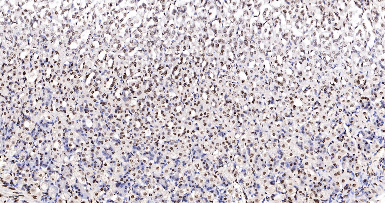 组蛋白H4重组兔单抗-bsm-52111R