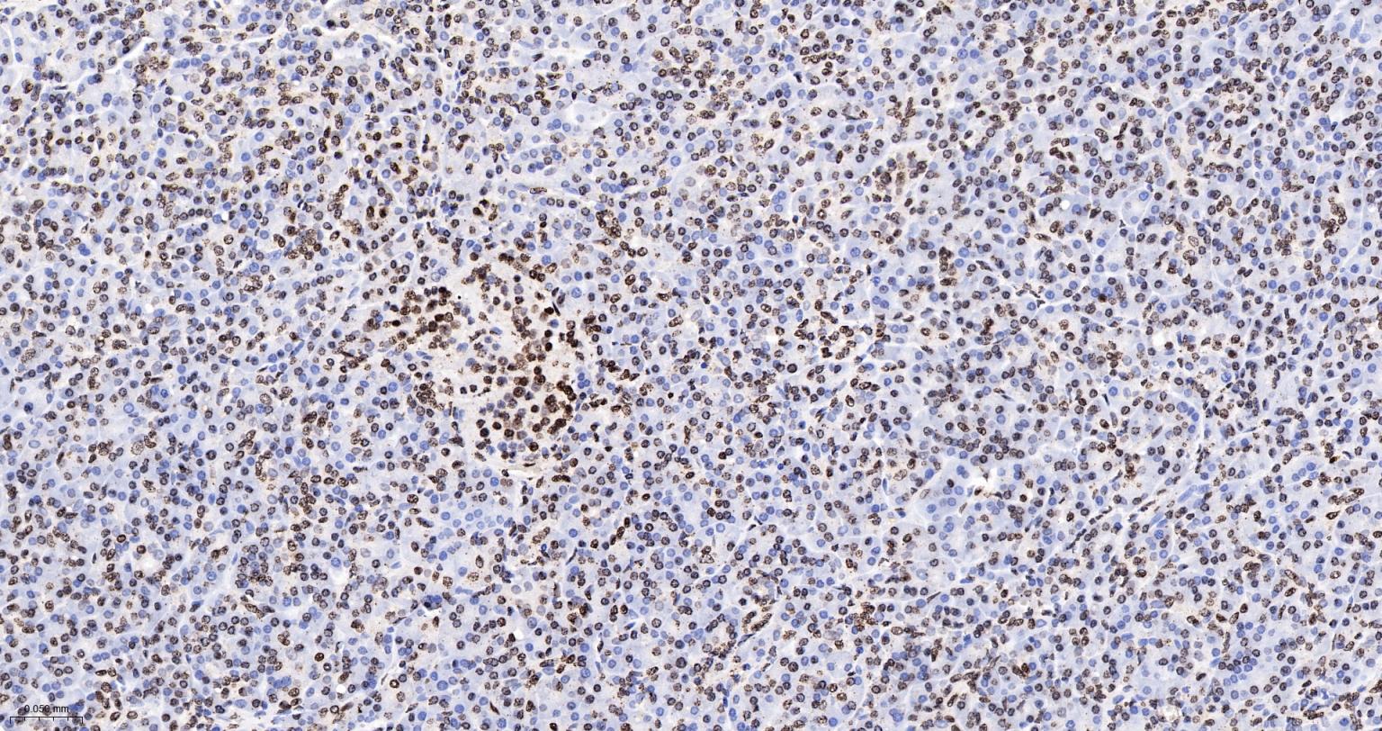 组蛋白H4重组兔单抗-bsm-52111R