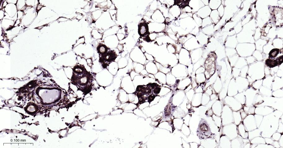 信号转导和转录激活因子5重组兔单抗-bsm-52237R