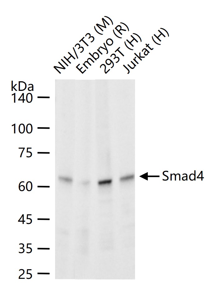 Smad4重组兔单抗-bsm-52225R