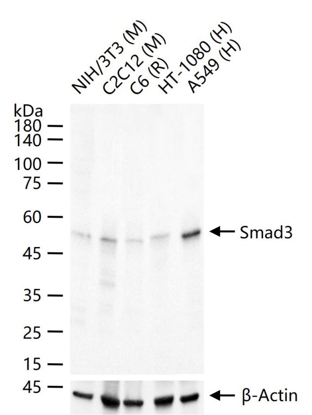 细胞信号转导分子SMAD3重组兔单抗-bsm-52224R
