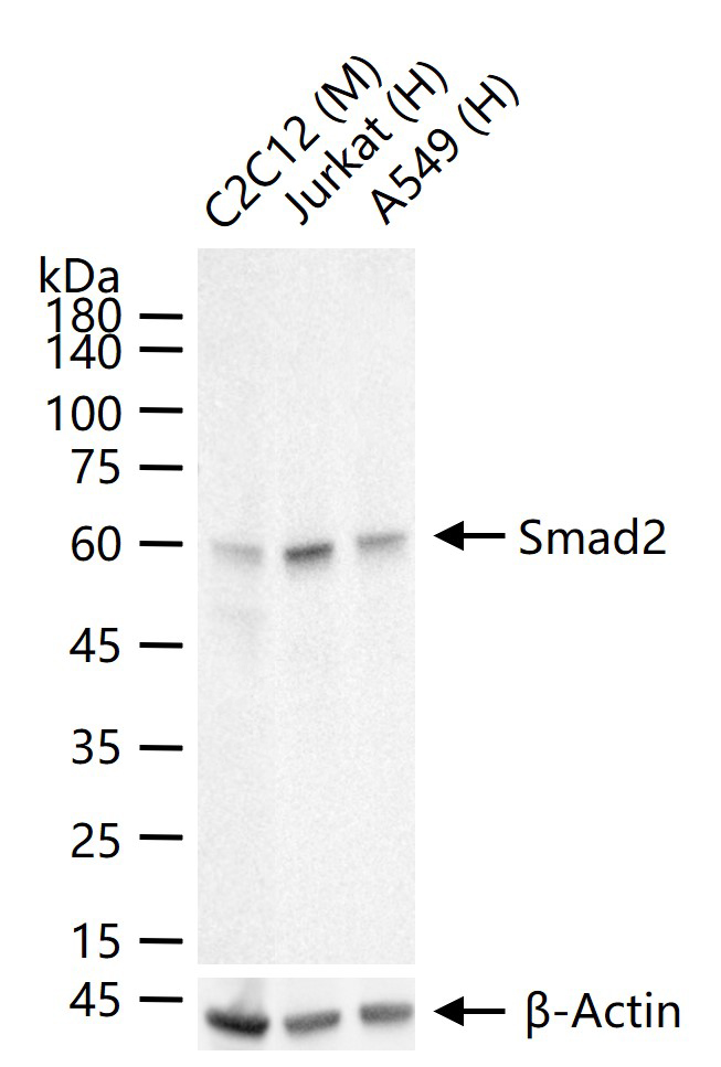 细胞信号转导分子Smad-2重组兔单抗-bsm-52223R