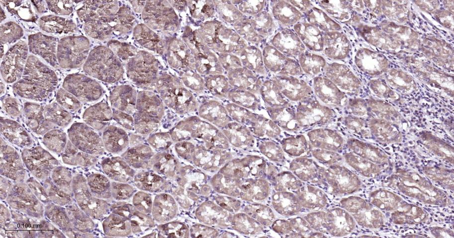 细胞信号转导分子Smad-1重组兔单抗-bsm-52222R