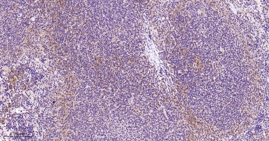 丝裂原活化蛋白激酶p38α重组兔单抗-bsm-63072R