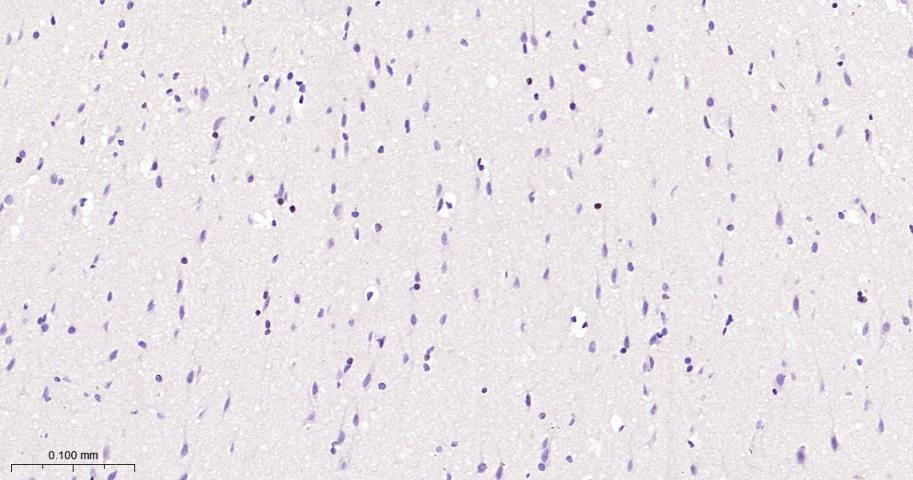 转录因子SOX10重组兔单抗-bsm-60329R