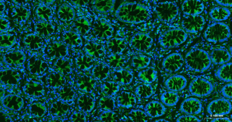 微管蛋白β tubulin/Tubulin β（内参）重组兔单抗-bsm-33034R