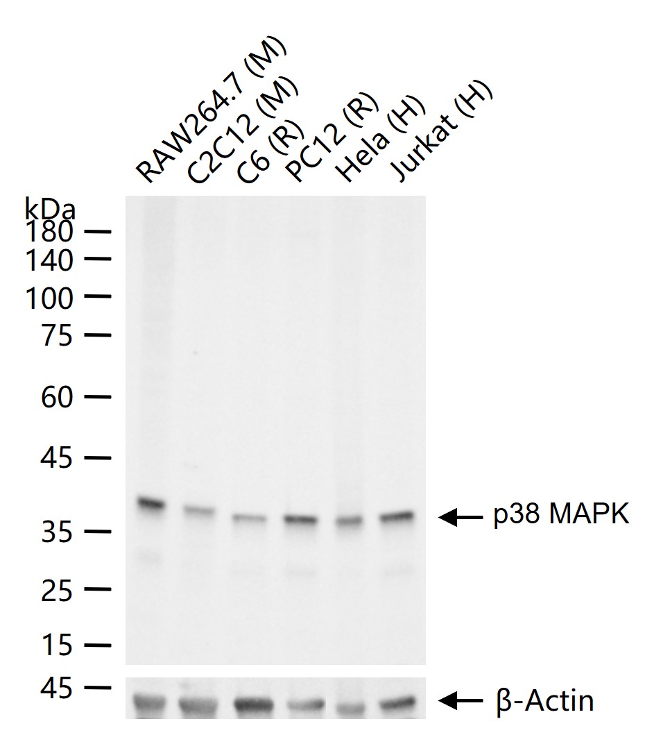 丝裂原活化蛋白激酶p38α重组兔单抗-bsm-63072R