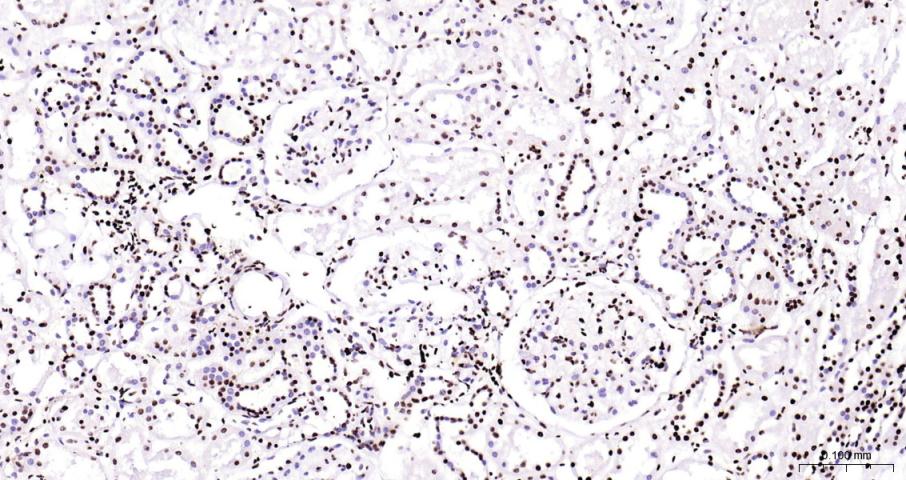 组蛋白H3（核内参）重组兔单抗-bsm-33042R