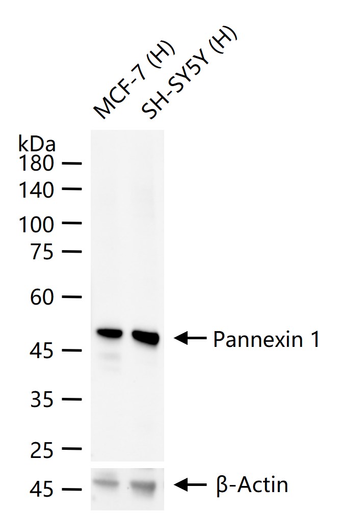 间隙连接蛋白PANX1重组兔单抗-bsm-62234R