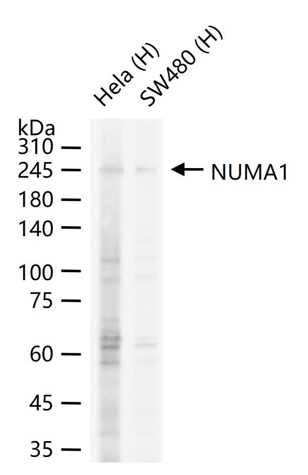 核有丝分裂器NuMA蛋白重组兔单抗-bsm-61733R