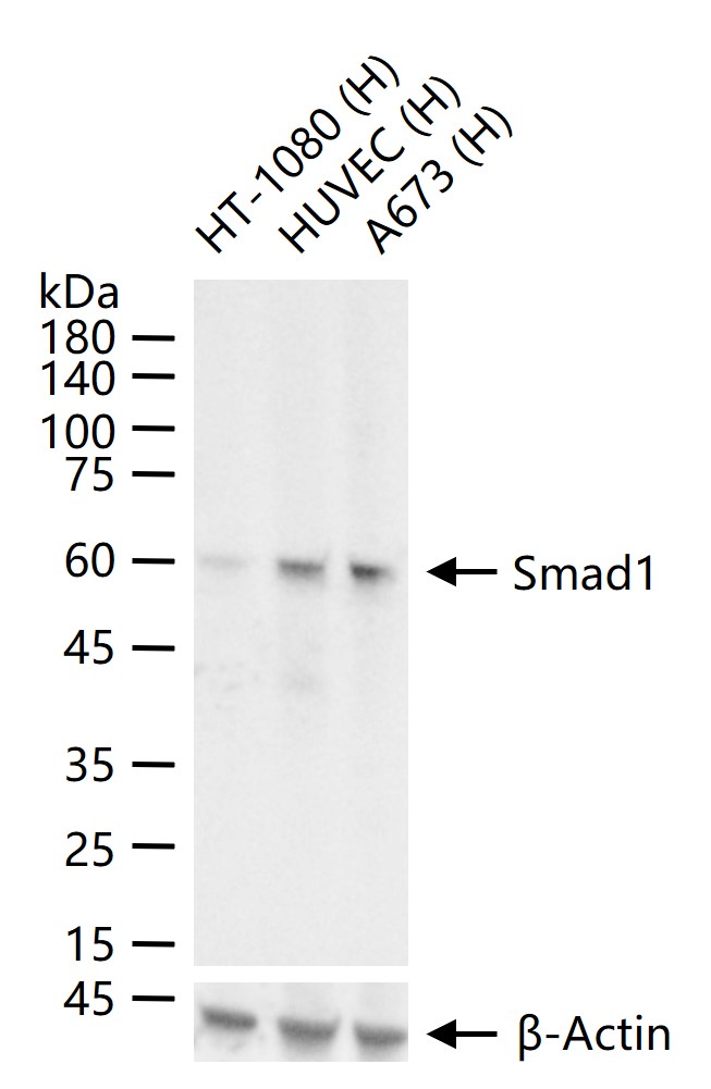 细胞信号转导分子Smad-1重组兔单抗-bsm-52222R